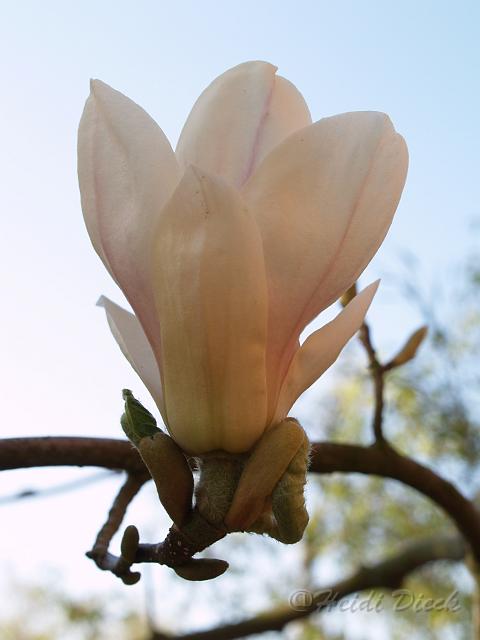 Magnolia soulangiana Alba1.JPG